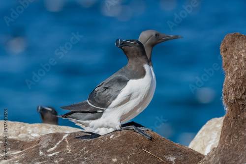 Razorbill - Alca torda - and common murre or common guillemot - Uria aalge on one picture on blue background. Photo from Hornoya Island in Norway.