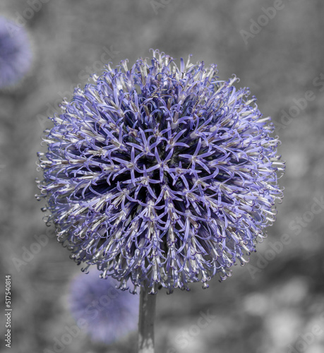 Echinops flowering in the garden in the summer. Blue spherical flower heads of Globe thistles.