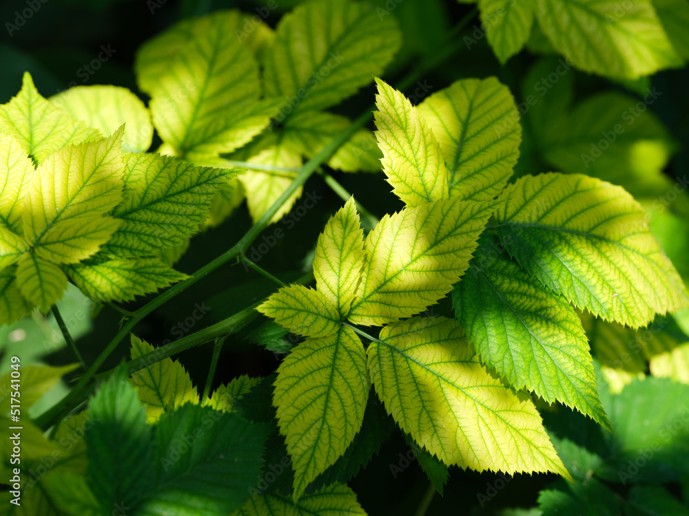 Close-up shot of a blackberry plant. Yellow leaves have an iron deficiency. Close-up shot of a blackberry plant. Yellow leaves have an iron deficiency.