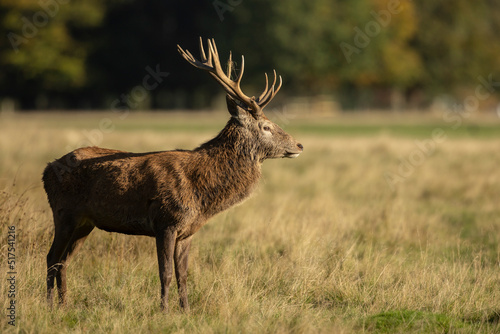 Close up of a red deer stag Cervus elaphus in autumn  UK.