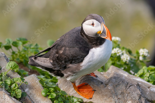 Atlantic puffins - Fratercula arctica - on the edge of cliff on green background. Photo from Hornoya Island in Norway.