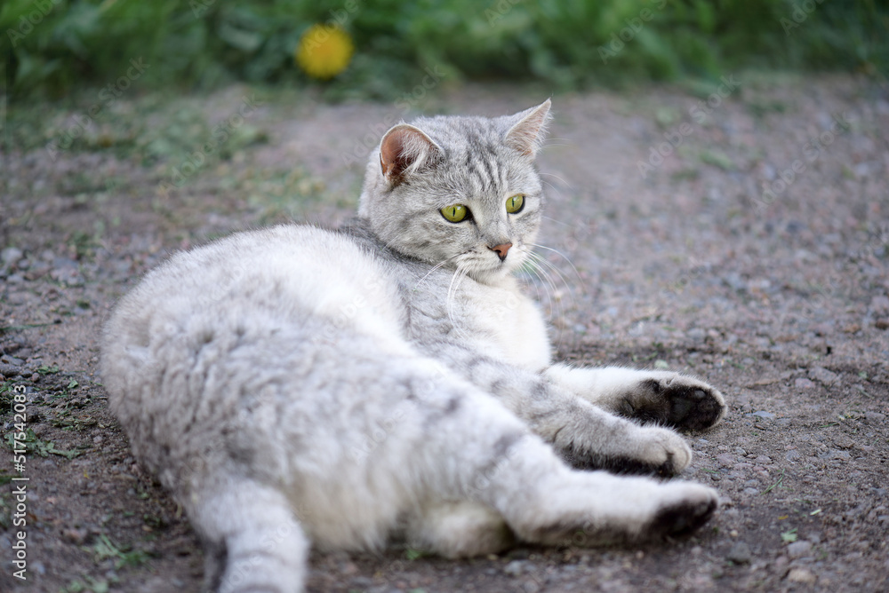 beautiful domestic gray kitty lying on the ground in the garden, summer day beautiful domestic gray kitty lying on the ground in the garden, summer day