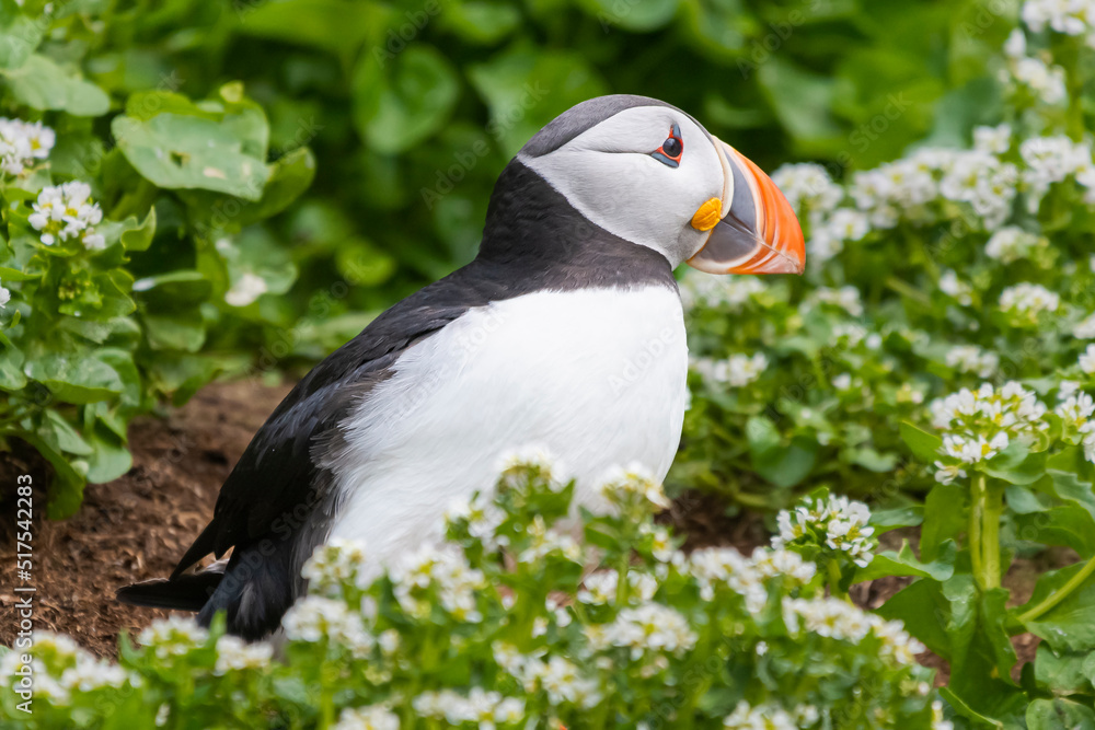 Naklejka premium Atlantic puffins - Fratercula arctica - standing in green vegetation with white flowers. Photo from Hornoya Island in Norway.
