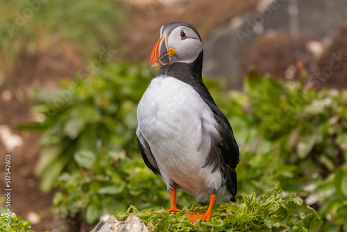 Wallpaper Mural Atlantic puffins - Fratercula arctica - standing on green vegetation in background. Photo from Hornoya Island in Norway. Torontodigital.ca