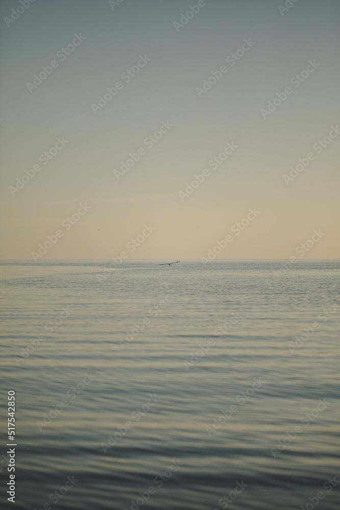 Seagulls in their natural habitat. Nature and wildlife in Ontario, Canada. Seagulls in their natural habitat. Nature and wildlife in Ontario, Canada.