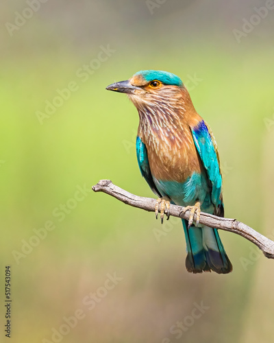 Indian Roller on a tree branch © YK