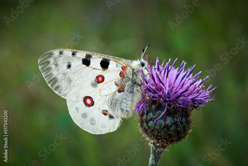 Close up Apollo (Parnassius apollo) in meadow.