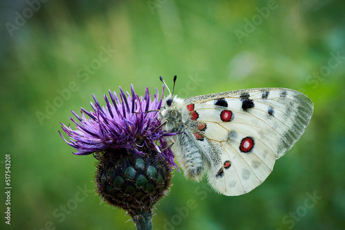 Close up Apollo (Parnassius apollo) in meadow.