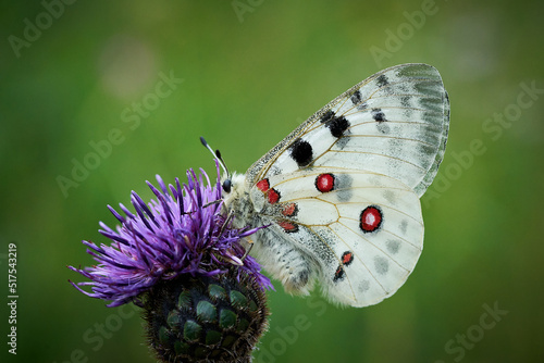Close up Apollo (Parnassius apollo) in meadow.