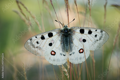 Close up Apollo (Parnassius apollo) in meadow.