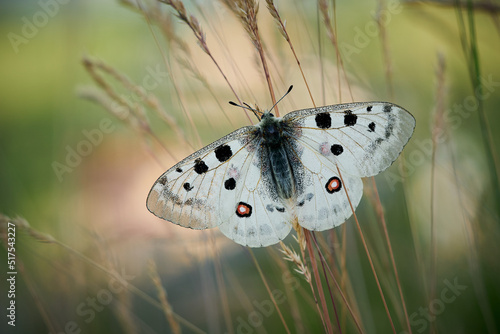 Close up Apollo (Parnassius apollo) in meadow.