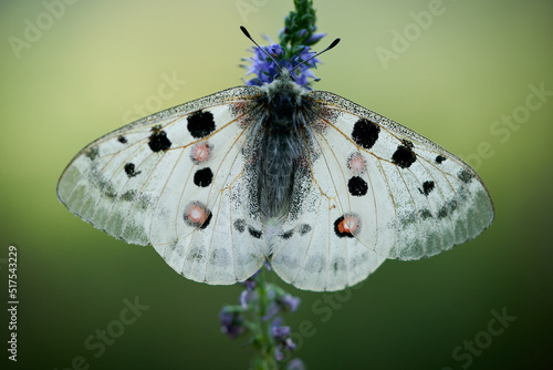 Close up Apollo (Parnassius apollo) in meadow.