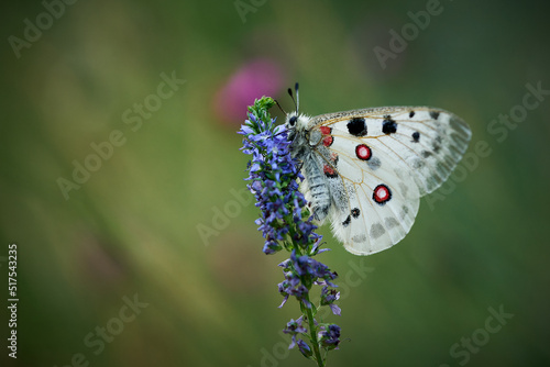 Close up Apollo (Parnassius apollo) in meadow.