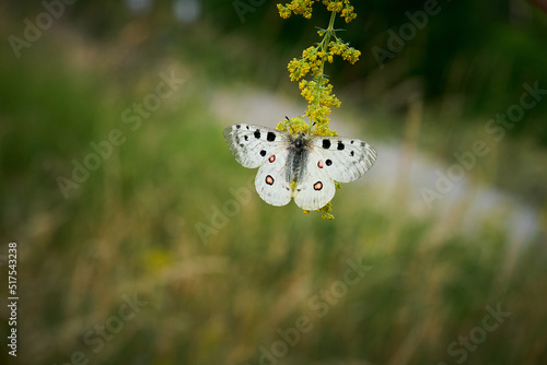 Close up Apollo (Parnassius apollo) in meadow.