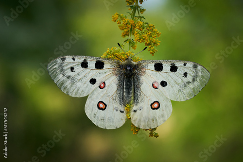 Close up Apollo (Parnassius apollo) in meadow.