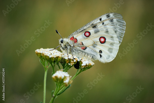 Close up Apollo (Parnassius apollo) in meadow.