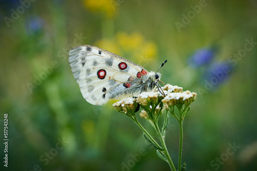 Close up Apollo (Parnassius apollo) in meadow.