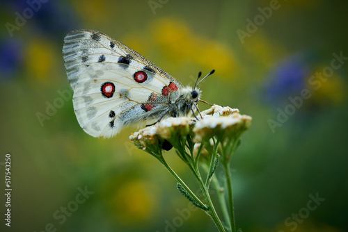 Close up Apollo (Parnassius apollo) in meadow.