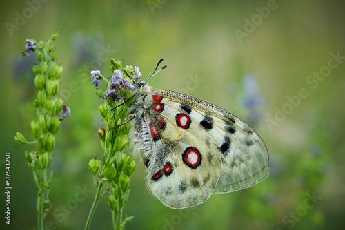 Close up Apollo (Parnassius apollo) in meadow.