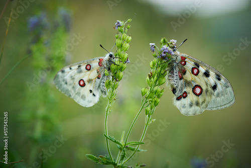 Close up Apollo (Parnassius apollo) in meadow.