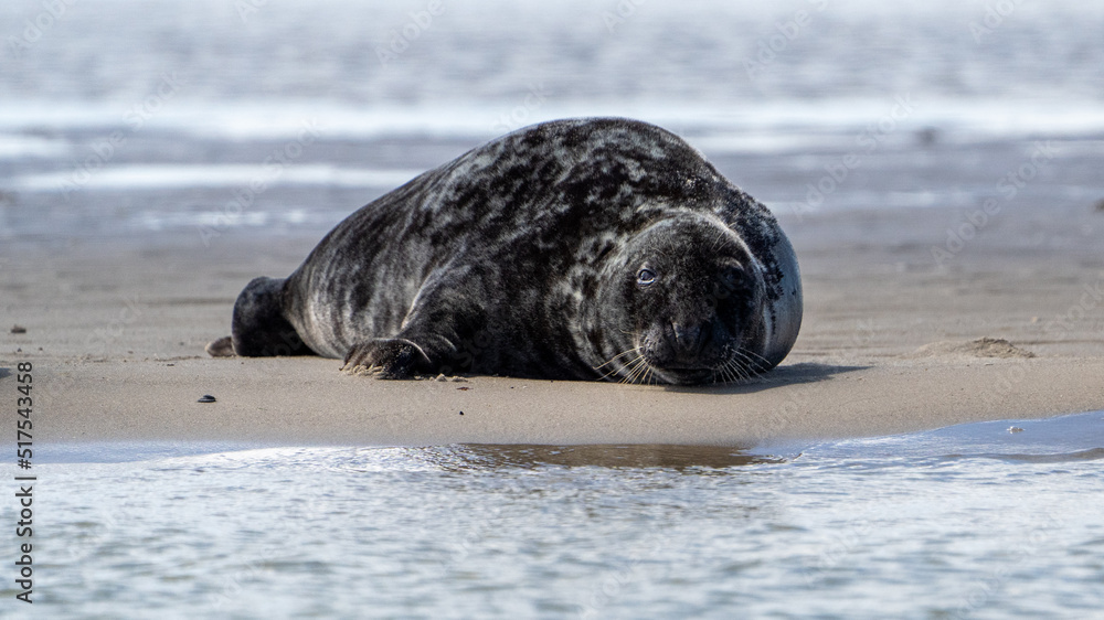 Fototapeta premium Seals in group swimming in the sea or resting on a beach in Denmark, Skagen, Grenen.