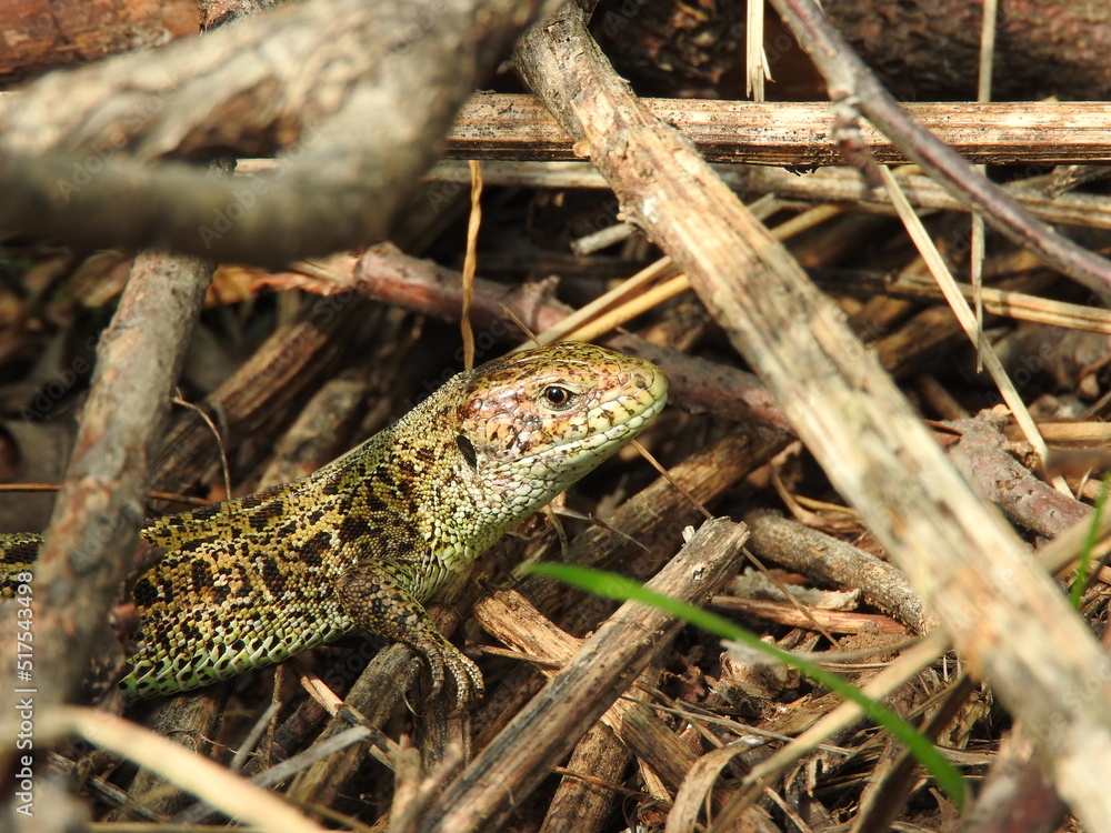 Obraz premium lizard on the tree