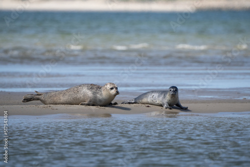 Seals in group swimming in the sea or resting on a beach in Denmark, Skagen, Grenen.