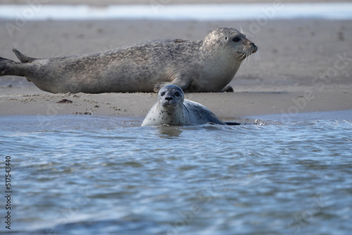 Seals in group swimming in the sea or resting on a beach in Denmark, Skagen, Grenen.