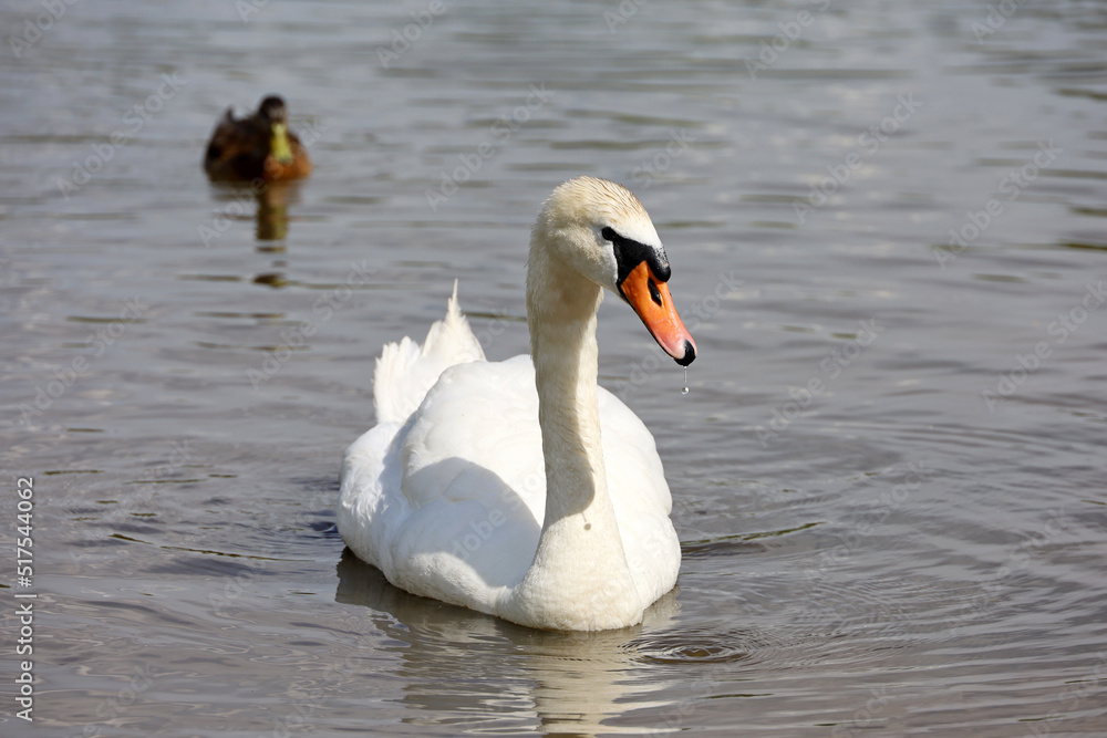 White swan swimming in a lake, mallard duck on background