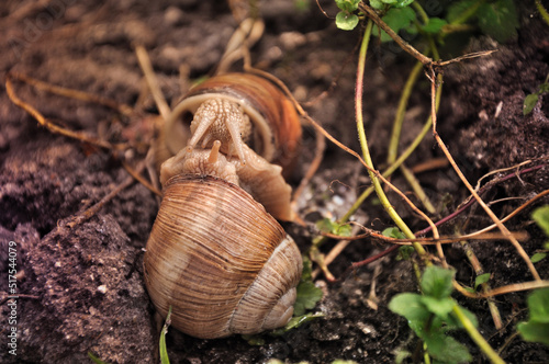 Couple of edible snail in its natural habitat