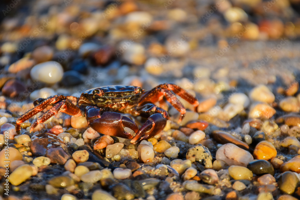 red crab on the beach