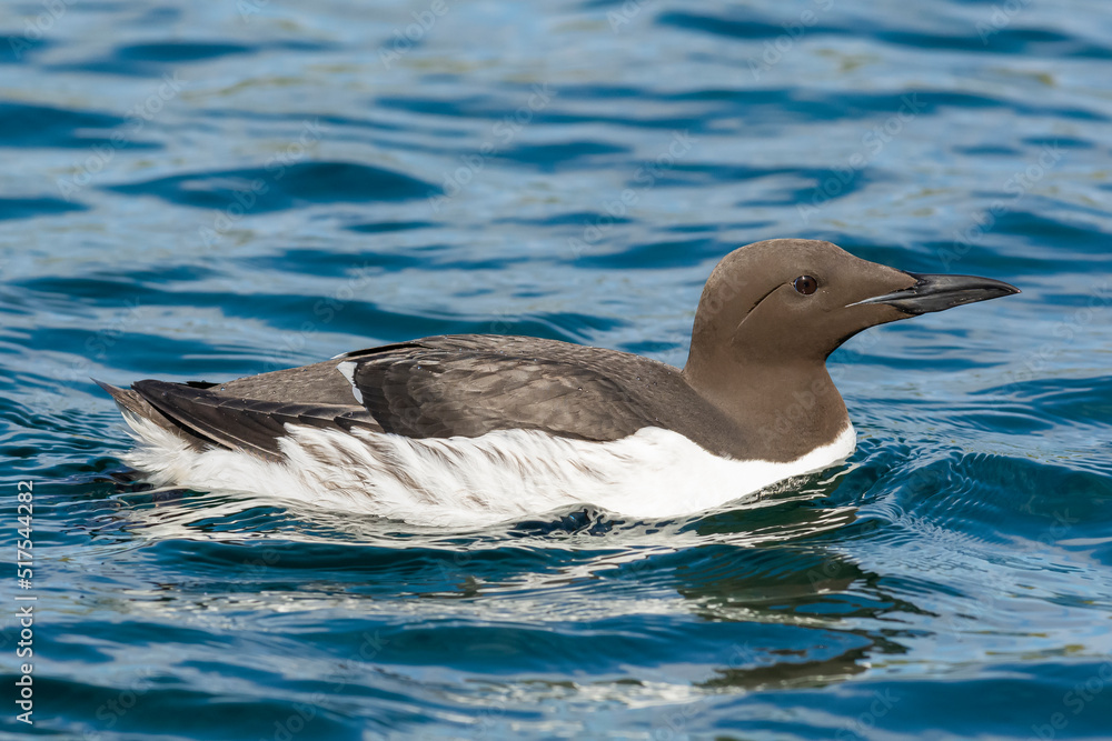 Common murre or common guillemot - Uria aalge - swimming in blue water of Barents Sea.. Photo from Hornoya Island in Norway.