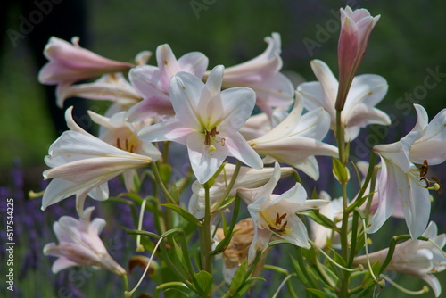 There are various colors of lilies, but I still like white 