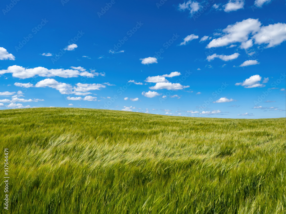 Wheat field. Farm field. Green ears of wheat fluttering in wind. Agricultural landscape with blue sky. Agricultural farm for growing wheat. Natural landscape on summer day. Waiting for harvest concept