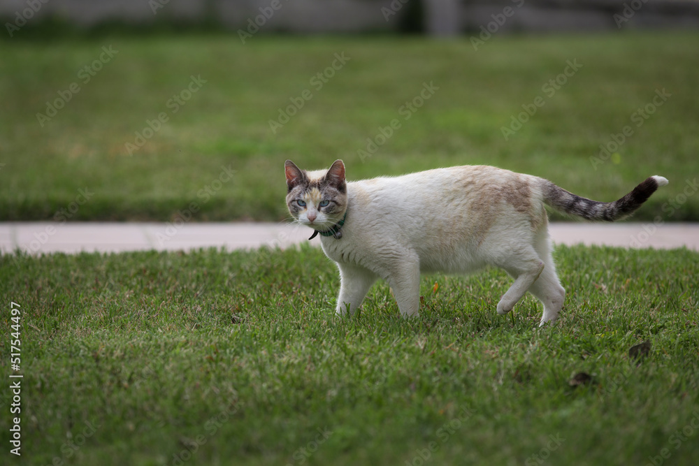 The cat looks up and lying on green lawn. Portrait of fluffy white cat with blue eyes in nature. The cat looks up and lying on green lawn. Portrait of fluffy white cat with blue eyes in nature.