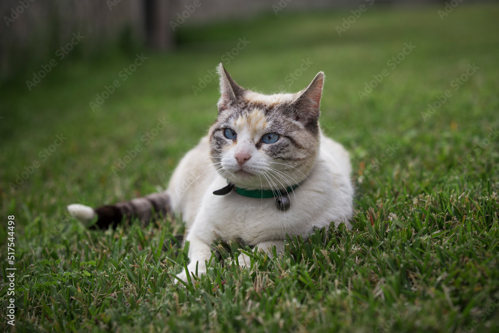 The cat looks up and lying on green lawn. Portrait of fluffy white cat with blue eyes in nature.
