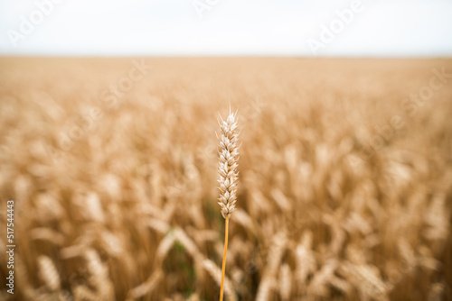 Farmland field with yellow ripe ears of wheat in sunny summer day