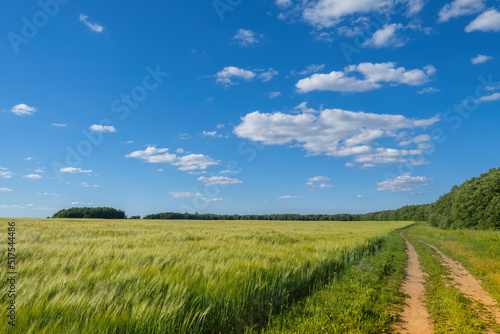 Wheat field. Growing grains of wheat. Footprints next to wheat field. Territories of agricultural enterprise. Growing grain for flour production. Summer agricultural landscape. Farming territory