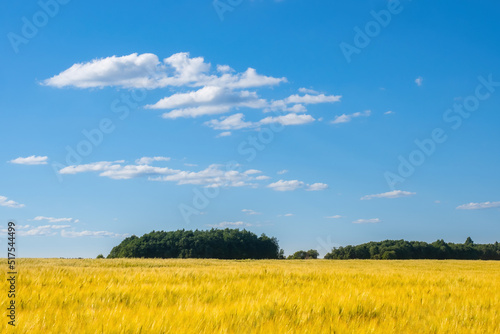Grain cultivation. Growing wheat. Yellow wheat field under blue sky. Agricultural landscape with autumn wheat. Spikelets with grain with summer sky. Farm horizon. Agricultural business concept