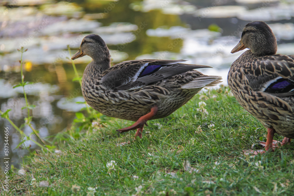 Canard Canard