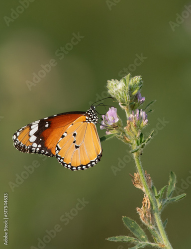 A plain tiger butterfly feeding on flower © Dr Ajay Kumar Singh