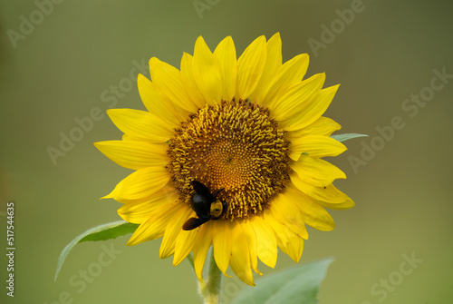 A carpenter bee on a beautiful sunflower. photo