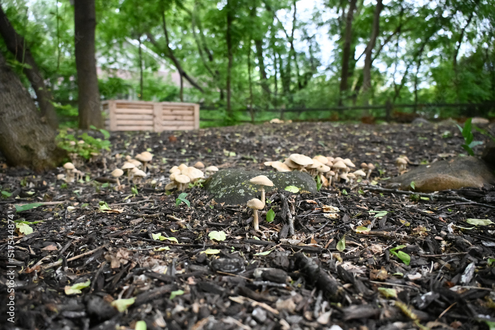 mushrooms grown in mulch of a garden with compost box in the background