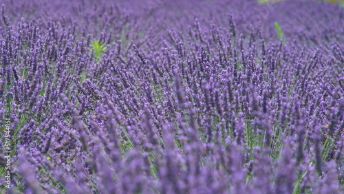 The lavender fields in this town are just lovely. 