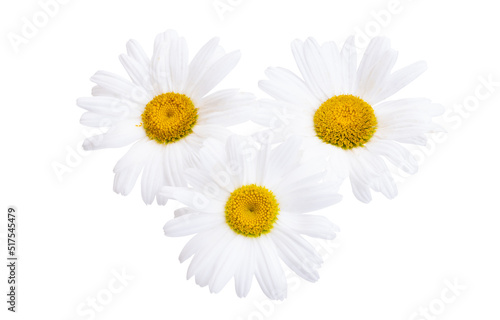 daisies isolated