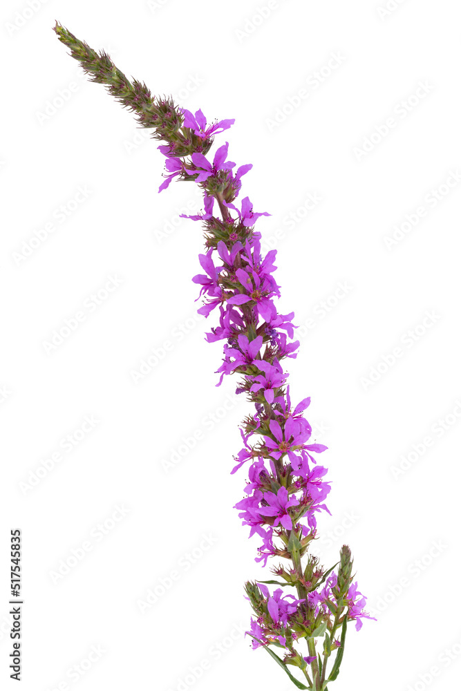 loosestrife flower isolated loosestrife flower isolated