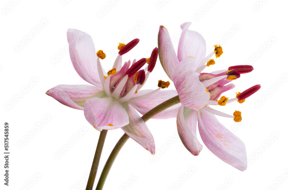 Susak flower isolated on white background