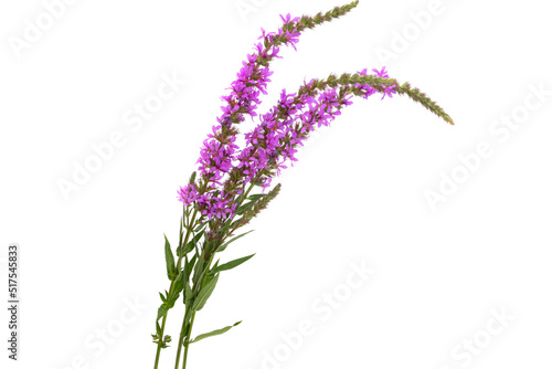 loosestrife flower isolated