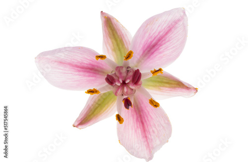 Susak flower isolated on white background