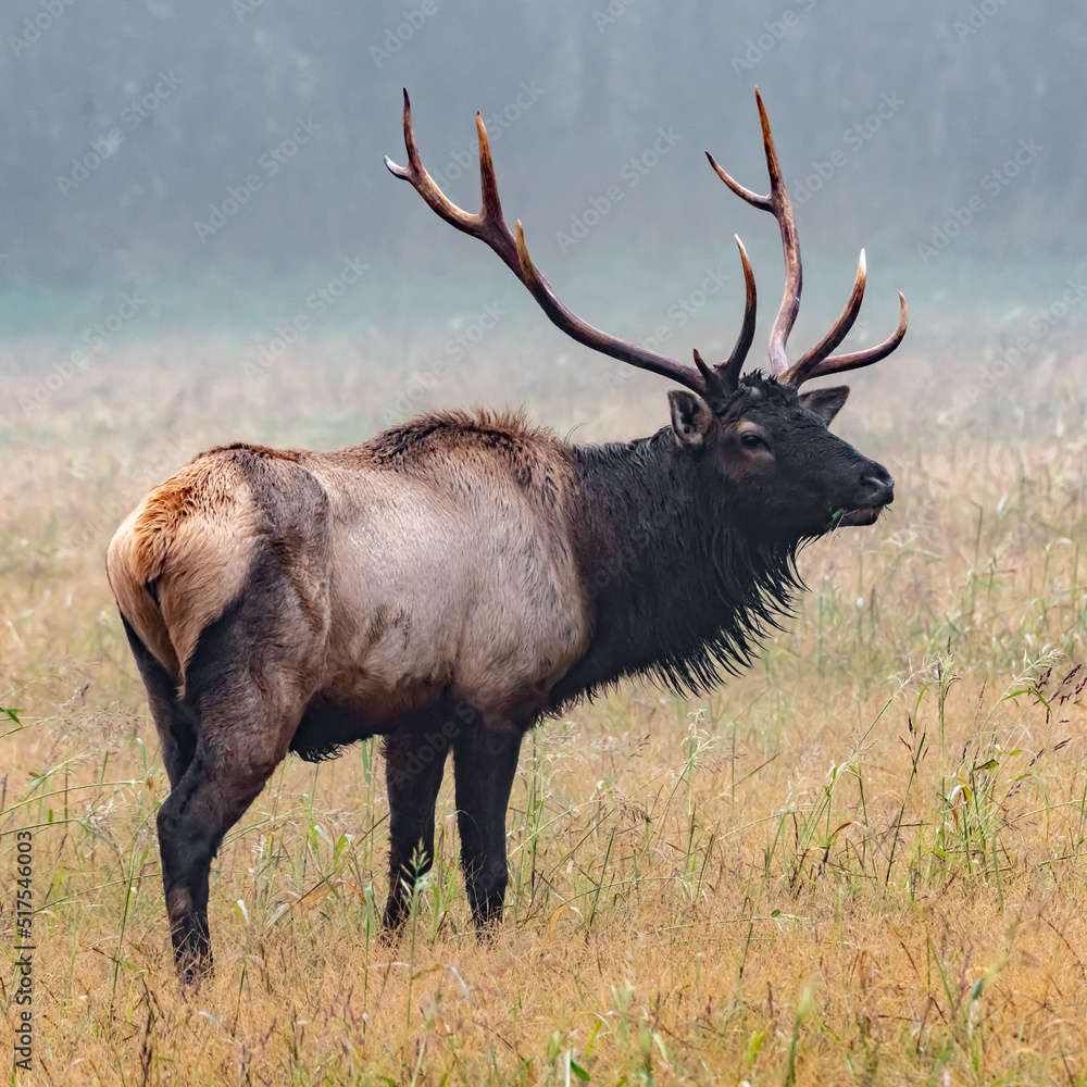 Bull Elk on foggy morning Bull Elk on foggy morning